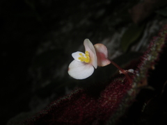 Begonia ningmingensis