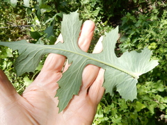 Lactuca ludoviciana