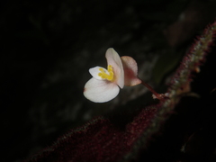 Begonia ningmingensis