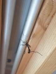 Dictenidia bimaculata