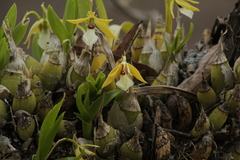 Prosthechea micropus