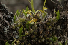Prosthechea micropus