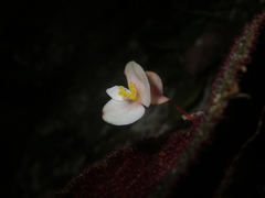 Begonia ningmingensis