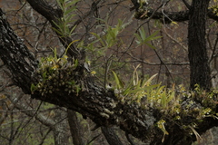 Prosthechea micropus