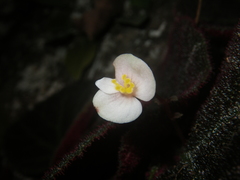 Begonia ningmingensis