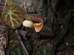 Begonia ningmingensis