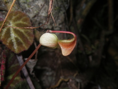 Begonia ningmingensis