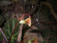 Begonia ningmingensis