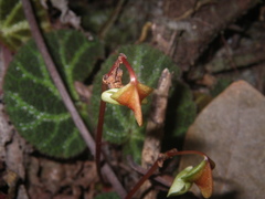 Begonia ningmingensis