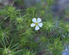 Leptosiphon nuttallii pubescens