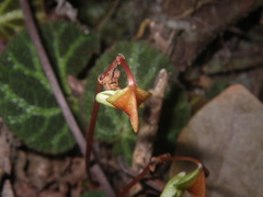 Begonia ningmingensis