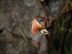 Begonia ningmingensis