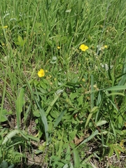 Potentilla chrysantha