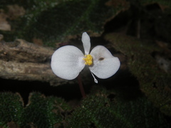 Begonia ningmingensis