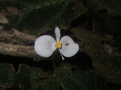 Begonia ningmingensis