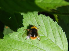 Bombus pratorum