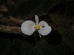 Begonia ningmingensis