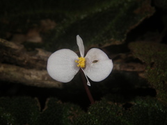 Begonia ningmingensis