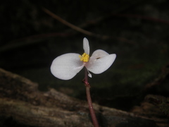 Begonia ningmingensis