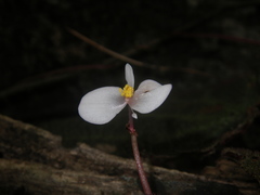 Begonia ningmingensis