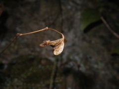 Begonia ningmingensis