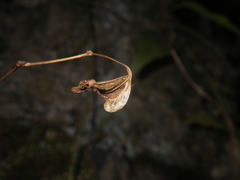 Begonia ningmingensis