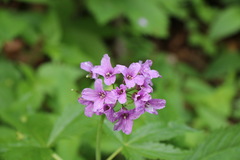 Cardamine pentaphyllos