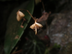 Begonia ningmingensis