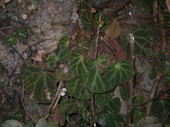 Begonia ningmingensis
