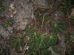 Begonia ningmingensis