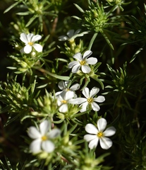 Leptosiphon nuttallii pubescens