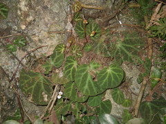 Begonia ningmingensis