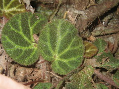 Begonia ningmingensis