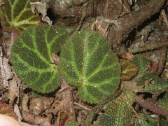 Begonia ningmingensis