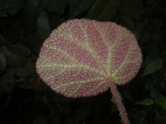 Begonia ningmingensis