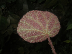 Begonia ningmingensis