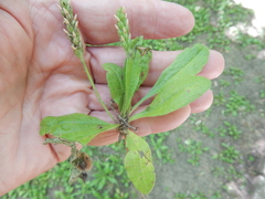 Plantago virginica