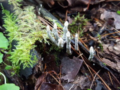 Xylaria cornu-damae