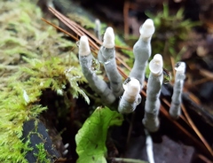 Xylaria cornu-damae