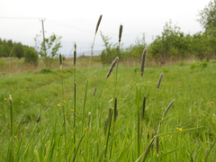 Alopecurus pratensis