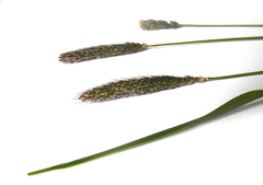 Alopecurus pratensis
