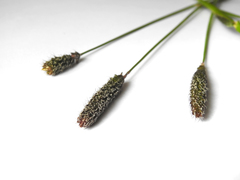 Alopecurus pratensis