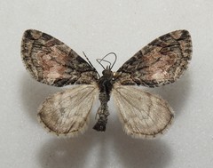 Hydriomena perfracta