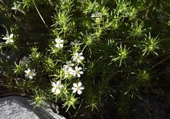 Leptosiphon nuttallii pubescens