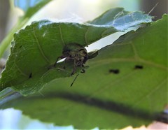 Phyllobius pomaceus