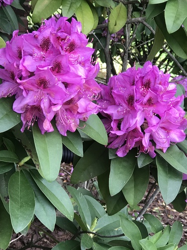 photo of Rhododendrons And Azaleas (Rhododendron)