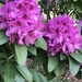 photo of Rhododendrons And Azaleas (Rhododendron)