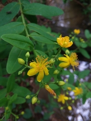 Hypericum nudiflorum