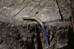 Plestiodon bilineatus