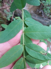 Hypericum nudiflorum
